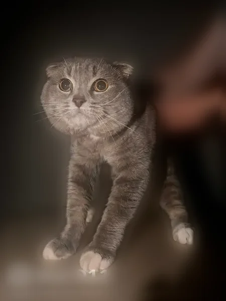 Найдена кошка, Тюмень, Ленина, д. 77 — серый кот, не кастрирован - photo