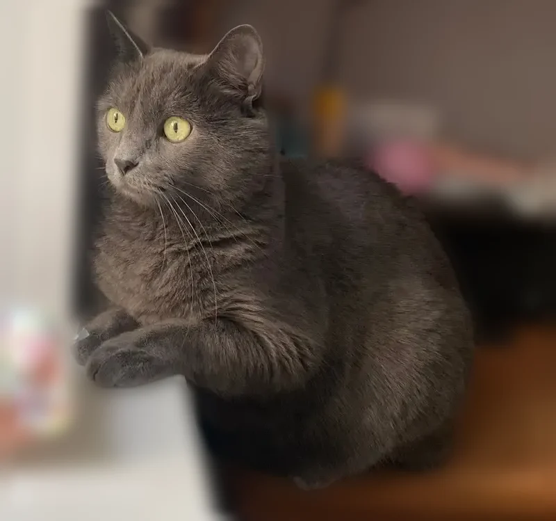 Пропала кошка, Промышленная, д. 34, Ульяновск — мальчик 7 лет, не особо крупный - photo