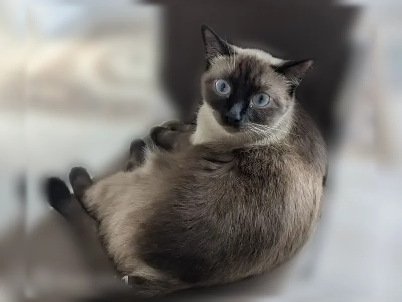 Пропала кошка, Округ Ленинский (г Омск), Кольцевой, д. 26, Омск — сиамский кот, ласковый - photo