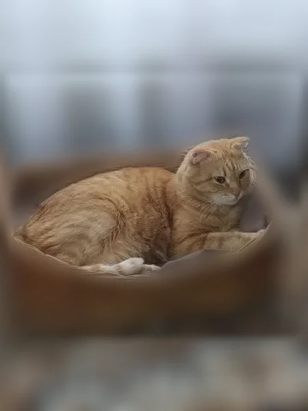 Пропала кошка, Бийск, Максима Горького, д. 170 — рыжая, 8 лет, тёмное пятно на левой лапе - photo