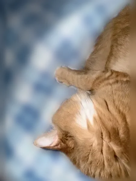 Пропала кошка, Клин, 2-я линия, д. 20, Клин — рыжий кот Златан - photo