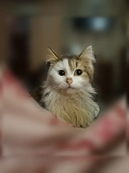 Пропала кошка, Белорецк, Карла Маркса, д. 84, Белорецк — очень ласковая, пушистый хвост - photo
