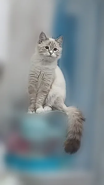 Пропала кошка, Калинина, д. 33/29, Астрахань — с ошейником сиренего цвета - photo