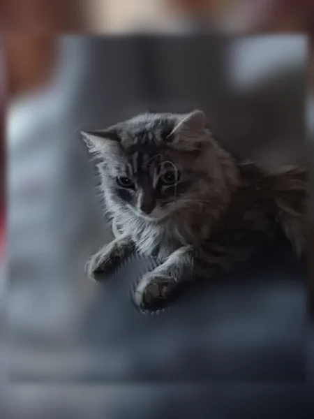 Пропала кошка, Кемерово, Космическая, д. 25 — откликается на имя Сажик - photo