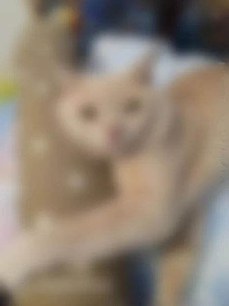 Пропала кошка, Новокузнецк, Кирова, д. 88, Новокузнецк — персиковая, боязливая - photo