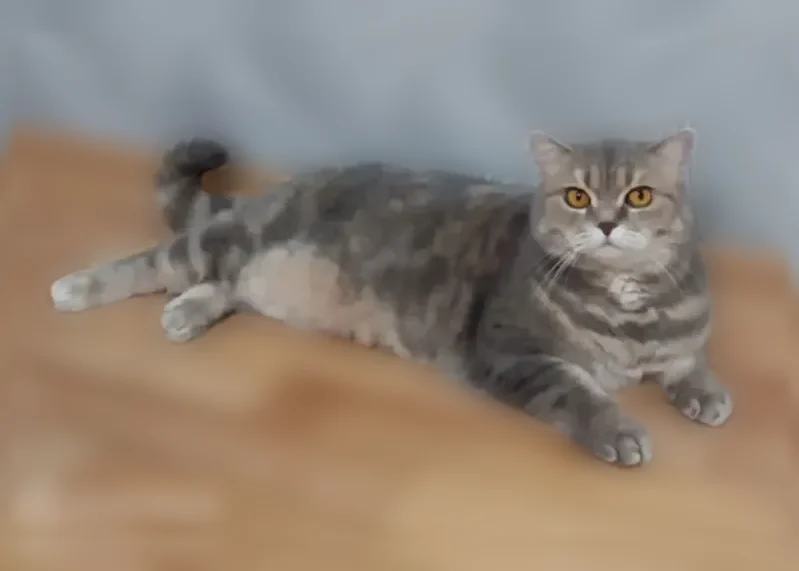 Пропала кошка, Уржум — шотландская, домашняя, пугливая - photo