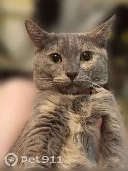 Пропала кошка, им. Дегтярева, д. 31, Волгоград — в разноцветном ошейнике - photo