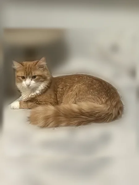 Пропала кошка, ул. Тульская, 8А, Тюмень — рыжая, крупнее сверстников - photo