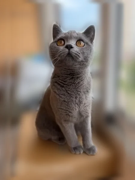 Пропала кошка, Пенза, Ново-Казанская, д. 2Б, Пенза — британка, серая, кличка Плюша - photo