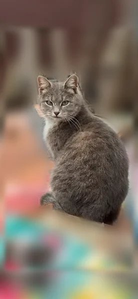 Пропала кошка, Район Ленинский (г Уфа), Дружбы народов, д. 5, Уфа — стерилизована, пятно на одном глазе - photo