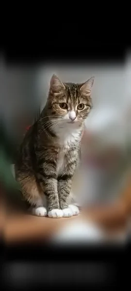 Пропала кошка, Поселок Мшинская, Мшинская — небольшая, гладкошерстная, с белыми носочками - photo