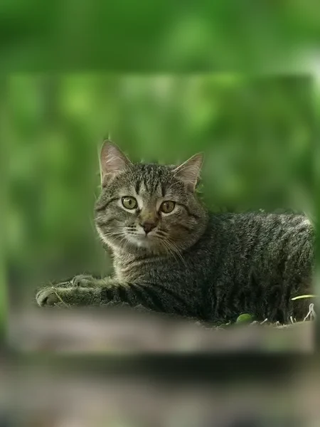 Пропала кошка, Село Гражданское, Школьный, д. 8 — годовалый кот Горошек, тонкий голос - photo