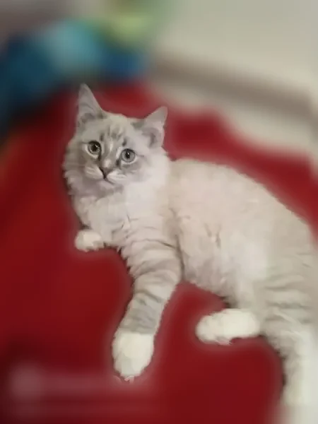 Пропала кошка, Тюмень, Салтыкова-Щедрина, д. 3 — маленький котик 7 месяцев, очень пугливый - photo