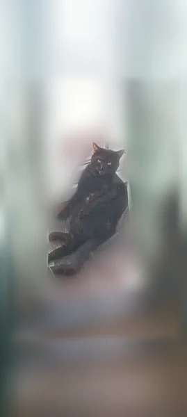 Пропала кошка, Поселок Шиловский, Полевая, д. 9, Шиловский — чёрный кот, зелёные глаза, кривой кончик хвоста - photo