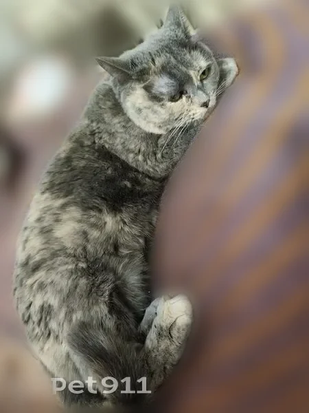 Пропала кошка, Шуя, Южная 2-я, д. 16 — пугливая, не ручная - photo