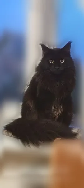 Пропала кошка, Глазов, Карла Маркса, д. 3 — чёрный мейн-кун, выпала с окна - photo