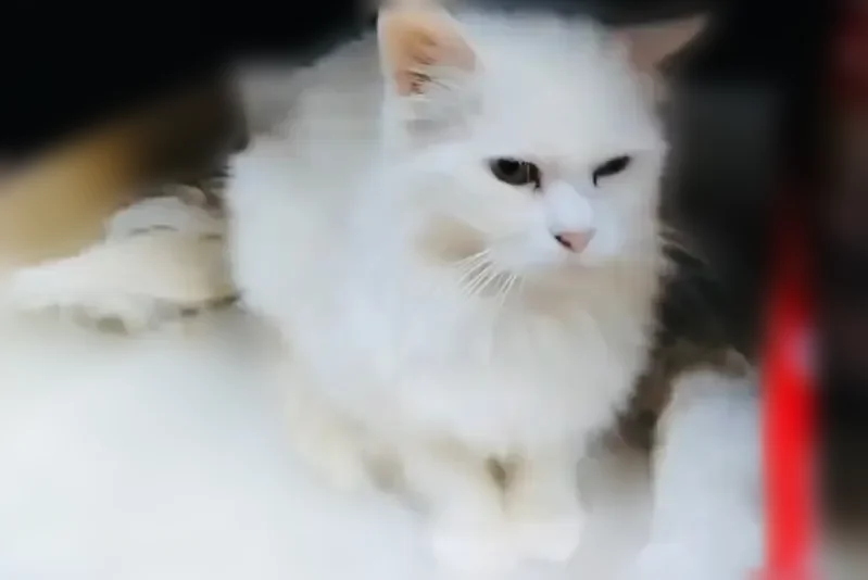 Найдена кошка, Ставрополь, Лермонтова, д. 364 — породистая турецкая ангора - photo