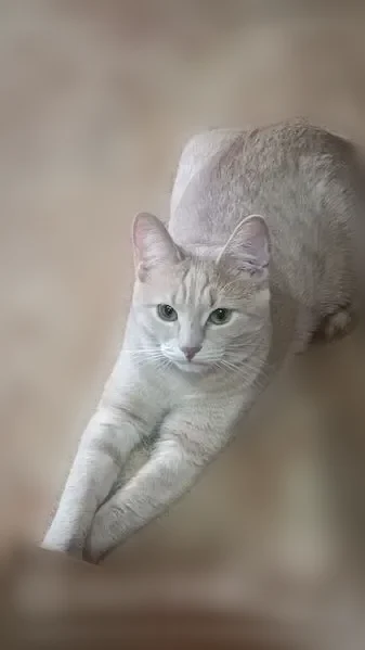 Пропала кошка, Урицкого, Ковров — светло-рыжая, молодая, активная - photo