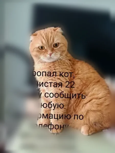 Пропала кошка, Екатеринбург, Лучистая, д. 22 — рыжая, пугливая, ласковая - photo