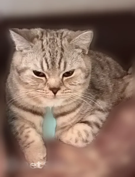 Пропала кошка, Пенза, Ново-Казанская, д. 2А, Пенза — полосатый котик с зелёным ошейником - photo