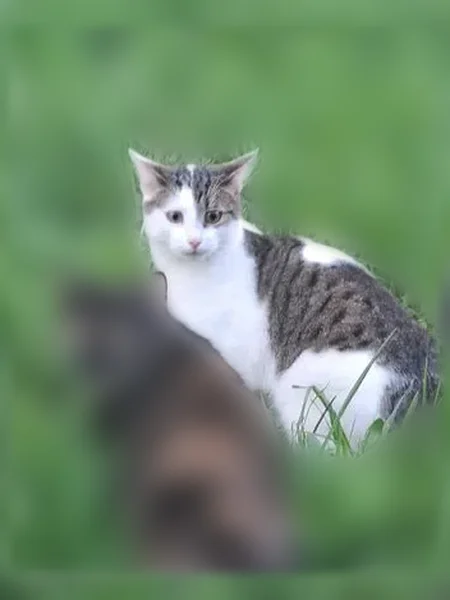 Пропала кошка, Елабуга, Мира, д. 8, Елабуга — голос как у котёнка - photo