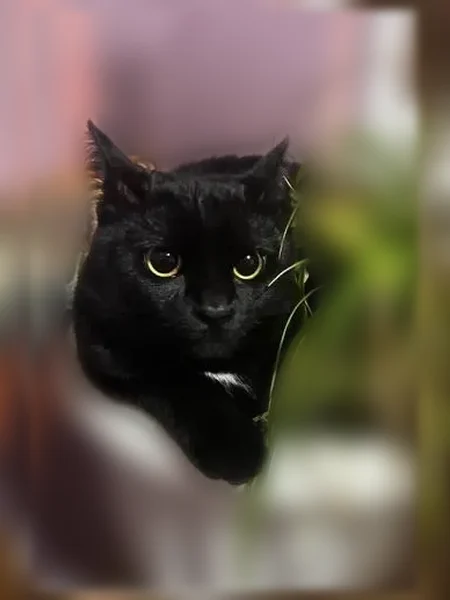 Пропала кошка, им. Рокоссовского, д. 50, Волгоград — откликается на имя Молекула - photo
