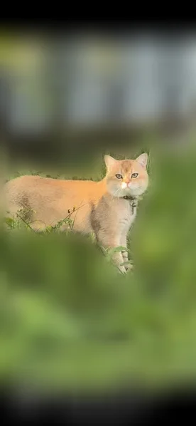 Пропала кошка, Кемерово, Советский, д. 2/14 — крупный золотистый кот с жёлтым ошейником - photo