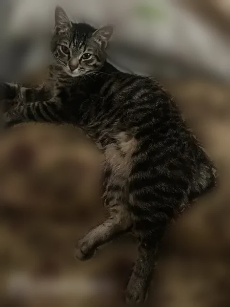 Пропала кошка, Вологда, Щетинина, д. 3 — кот, 8 месяцев, короткий хвост - photo