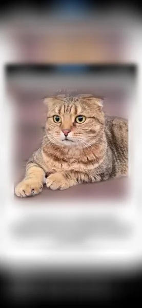 Пропала кошка, Деревня Богданиха, д. 65а — кот ласковый, но пугливый - photo