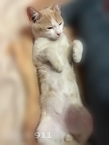 Пропала кошка, Бийск, Нижне-Цесовская, д. 1 — бело-персиковая, 3 месяца - photo