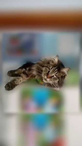 Пропала кошка, Котельниково, Мелиоративная, д. 26/2 — мейн-кун, 8 лет, чёрный мрамор - photo