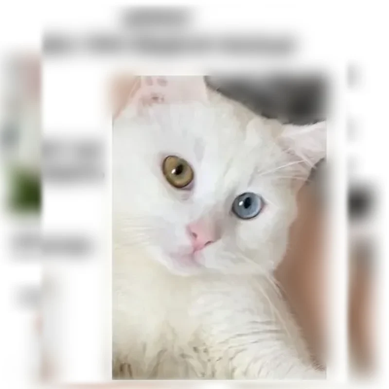 Пропала кошка, Северная, Калач — разные глаза, кастрирован - photo