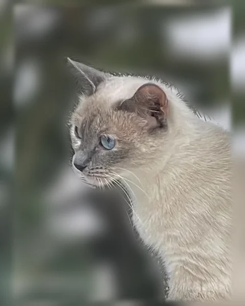 Пропала кошка, Иваново, Минская, д. 106 — похожа на сиамскую, худенькая, со светло-серым ошейником - photo