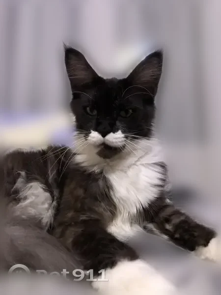 Пропала кошка, Изумрудная, д. 22, Конаково — кот мейн-кун, трусливый - photo