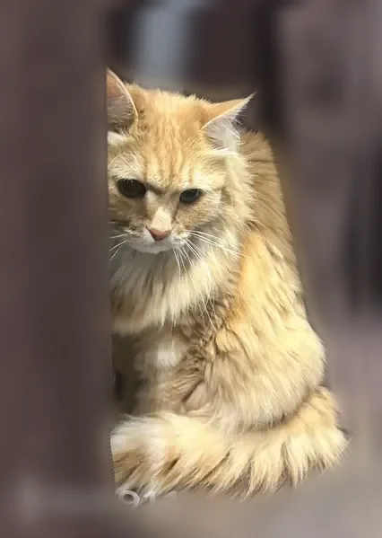 Пропала кошка, Казань, Космонавтов, д. 57 — пушистая рыжая, может шипеть - photo