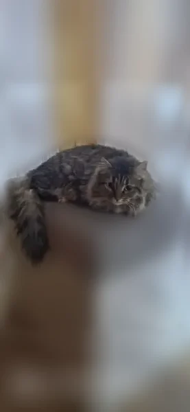 Пропала кошка, Село Дядьково, Малиновая, Дядьково — серая, с белыми лапками - photo