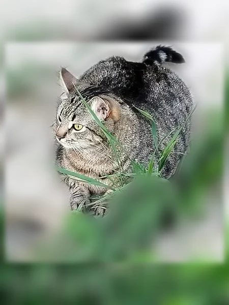 Пропала кошка, Смоленск, Рыленкова, д. 54а — кот Марс, 5 лет, кастрирован - photo