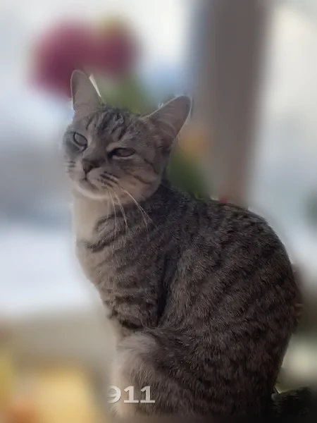 Пропала кошка, Рабочий поселок Первомайский (г Коркино), Кирова, д. 8, Коркино — худенькая и пугливая, жёлтые глазки - photo