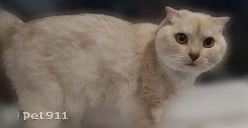 Пропала кошка, Район Выборгский (г Санкт-Петербург), Кооперативная, д. 7 1, Санкт-Петербург — вислоухая, стерилизованная, метис шотландской - photo