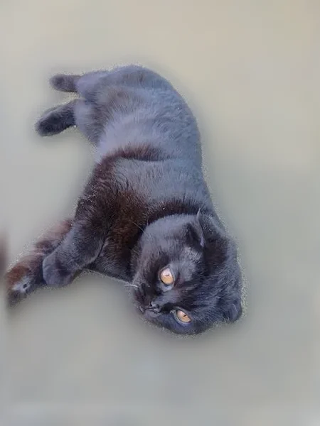 Найдена кошка, Тамбовская, Пенза — молодой ласковый кот - photo