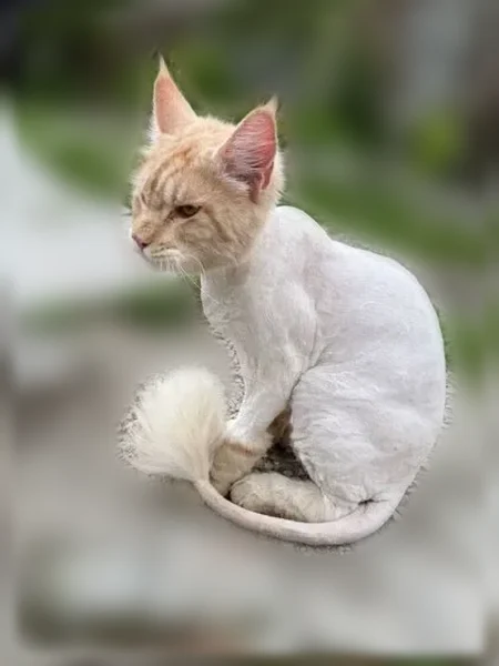 Пропала кошка, Симферополь, Заводская, д. 18, Симферополь — взрослый кот мейн-кун, недавно стрижен - photo