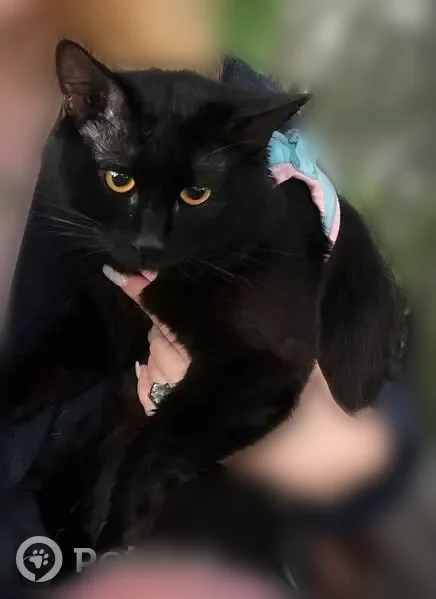 Пропала кошка, Абсалямова, д. 31, Казань — чёрный молодой котик Генри, очень пугливый - photo