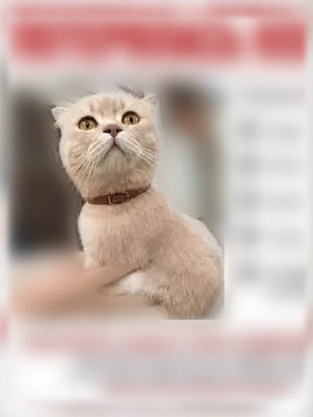 Пропала кошка, Хасавюртовская, Махачкала — в ошейнике, уши маленькие - photo