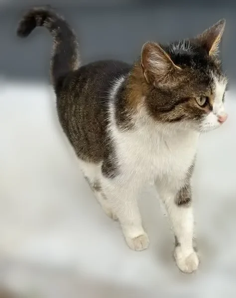Найдена кошка, Гражданская, Чебоксары — очень ласковая, чистенькая - photo