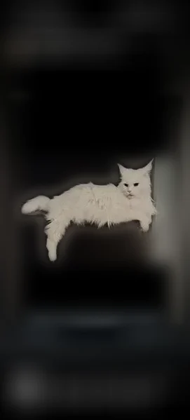Пропала кошка, Район Октябрьский (г Уфа), Чудесная, д. 33, Уфа — белый мейн-кун, пропал вчера в 19:00 - photo