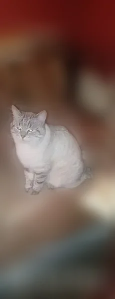 Пропала кошка, Район Советский (г Тамбов), Усиевича, д. 13, Тамбов — голубые глаза, чёрно-серый окрас, очень ласковая - photo