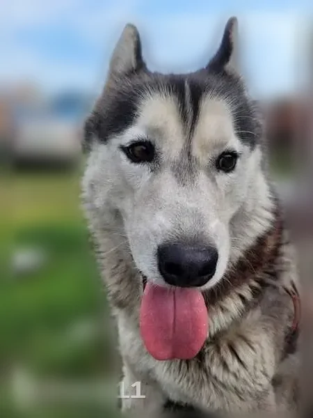Пропала собака, Оренбург — хаски, мальчик, 6 лет, карие глаза - photo