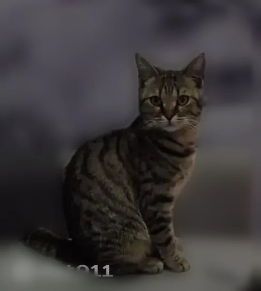 Пропала кошка, Иваново, 1-я Завокзальная, д. 40 — Дуся, ласковая и тянется к людям - photo