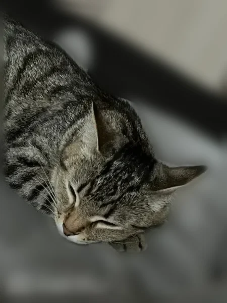 Пропала кошка, Ленина, Новокузнецк — маленькая, возможно хромает - photo
