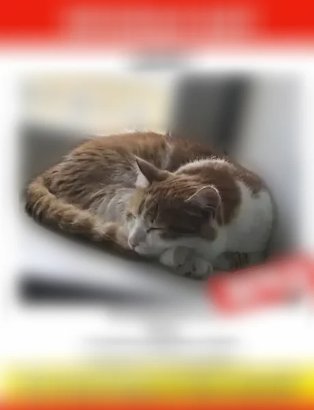 Пропала кошка, Район Центральный, Новосибирск — кот Дарий, 13 лет - photo